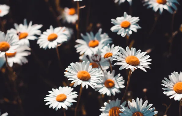 Цветы, тепло, ромашки, flowers