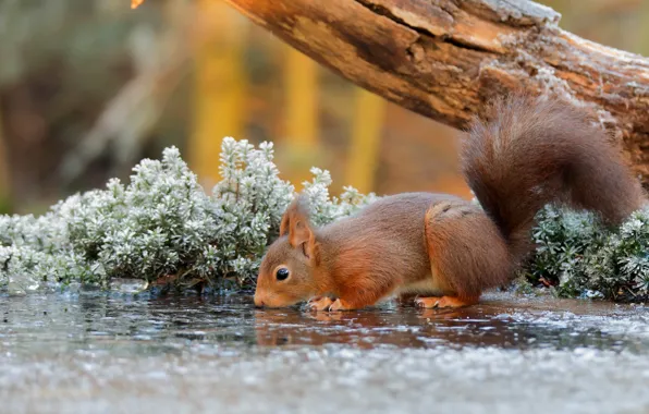 Картинка nature, water, tree, animal, Squirrel, branch, rodent, frost