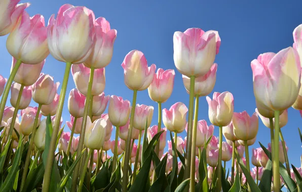 Картинка небо, весна, тюльпаны, бутоны, много