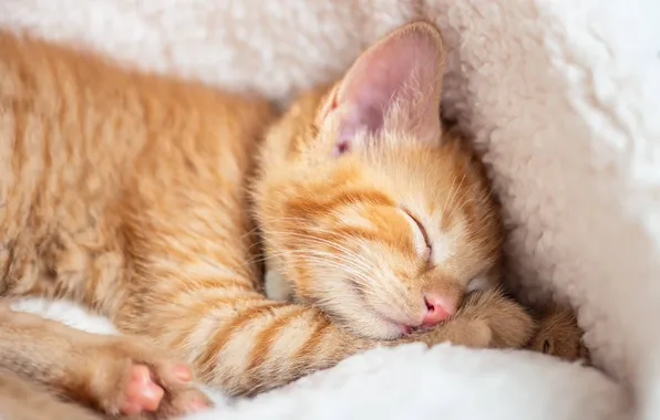 Кошка, поза, котенок, сон, рыжий, спит, лежит, мордашка