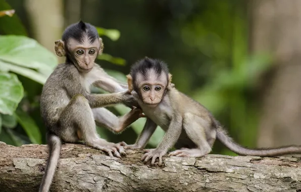 Картинка фото, дерево, обезьянки