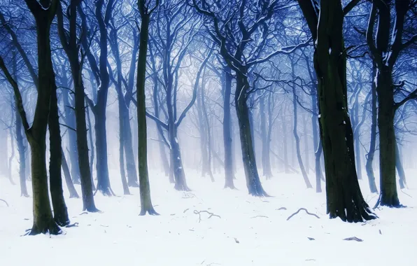 Картинка зима, лес, снег, деревья, ветки, природа, туман