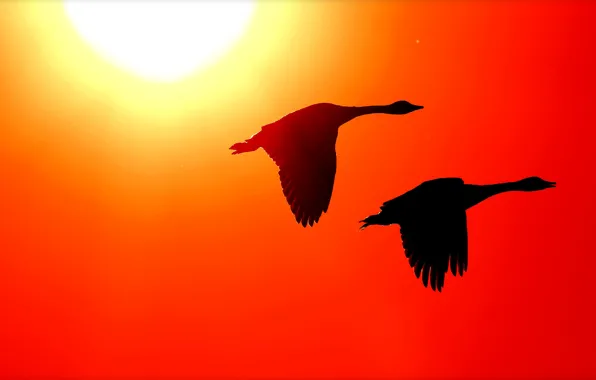 Солнце, птицы, крылья, силуэт, зарево