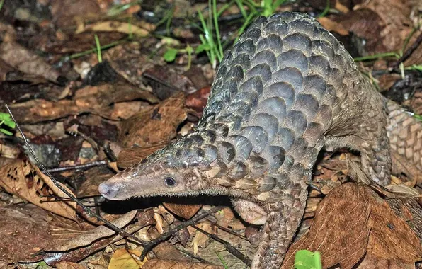 Animal, Java, Manis, Sunda Pangolin