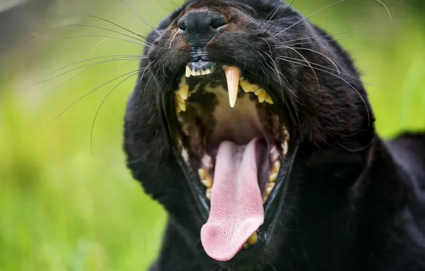 Картинка язык, кошка, пантера, клыки, черный леопард, ©Tambako The Jaguar