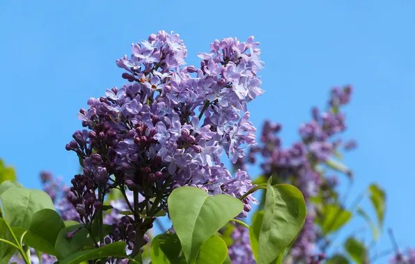 Flower, spring, twig, blooming
