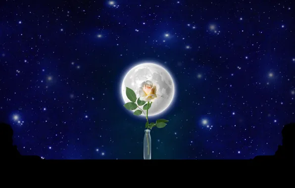 Rose, night, stars, Fullmoon