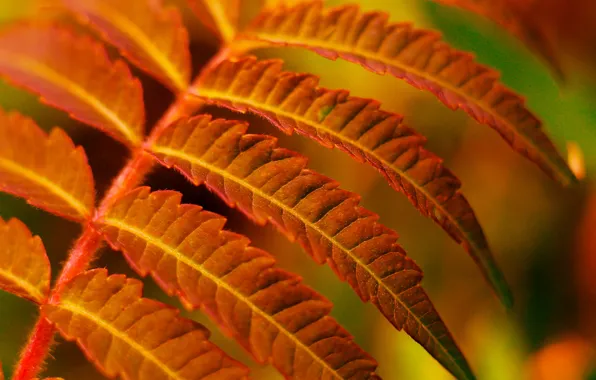 Autumn, leaf, twig