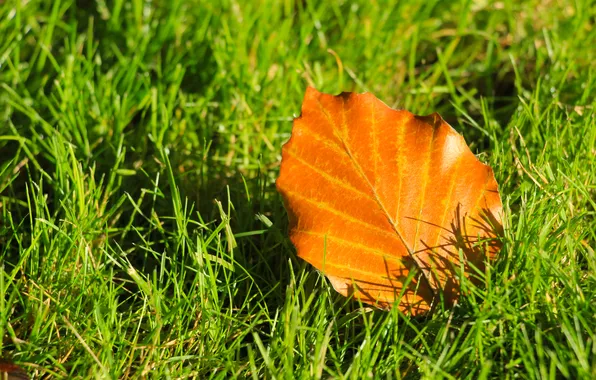 Grass, autumn, leaf