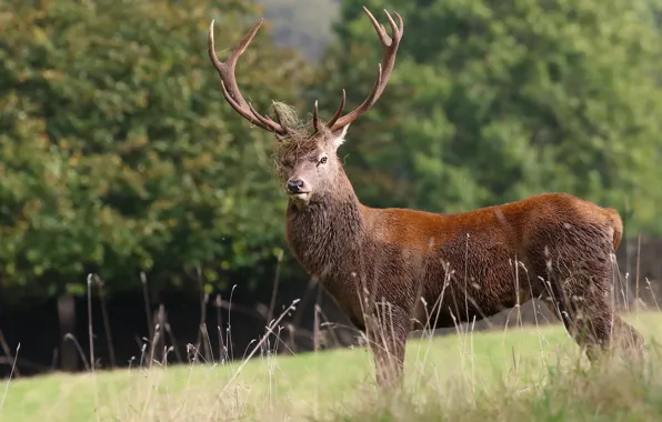 Картинка природа, олень, рога