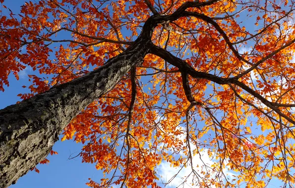 Осень, небо, листья, ветки, дерево, ствол