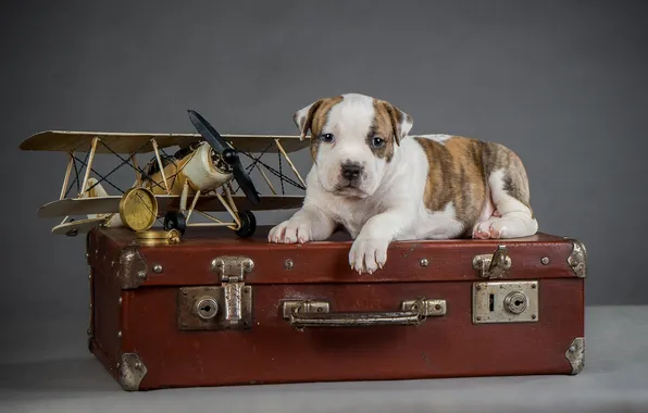 Картинка самолет, собака, щенок, чемодан, puppy, airplane, suitcase, the dog