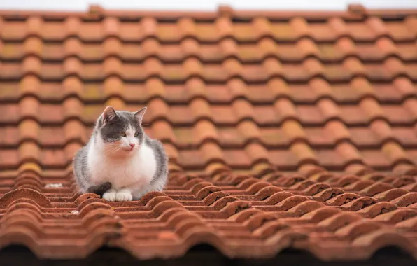 Картинка крыша, кот, черепица
