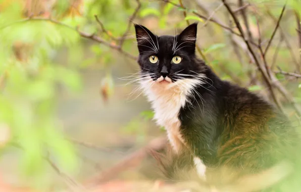 Картинка осень, кошка, глаза, кот, взгляд, листья, ветки, желтый