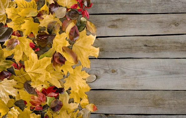 Картинка осень, листья, фон, дерево, доски, colorful, wood, background