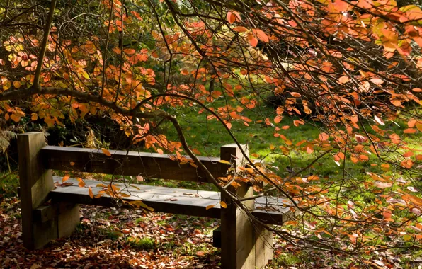 Картинка осень, листья, деревья, пейзаж, скамейка, природа, дерево
