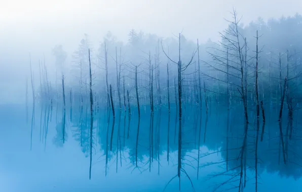 Картинка вода, отражения, деревья, туман, пруд, ветви, стволы, Япония