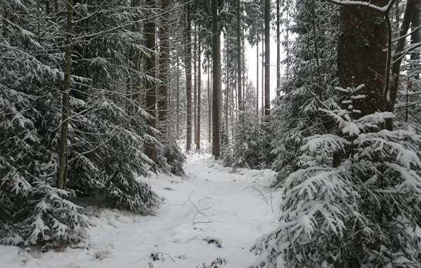 Картинка Зима, Деревья, Снег, Лес, Мороз, Winter, Frost, Snow