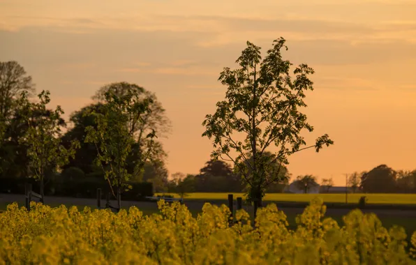 Sky, field, landscape, sunset, cloud, tree, dusk, countryside