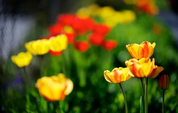 Картинка природа, весна, желтые, тюльпаны, красные
