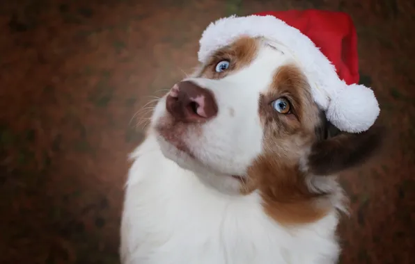 Картинка взгляд, морда, фон, праздник, собака, Рождество, Новый год, колпак