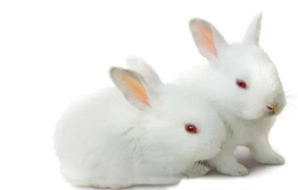 Картинка зверушки, парочка, ушки, белые кролики