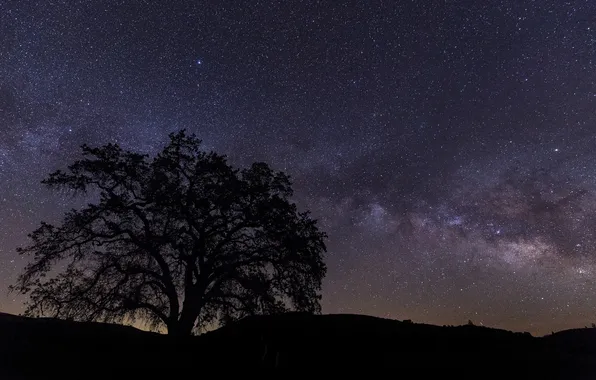 Звезды, ночь, природа, дерево, силуэт