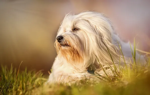 Взгляд, природа, друг, собака