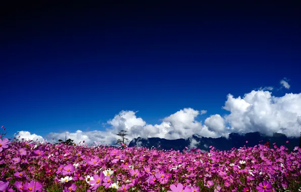Картинка солнце, облака, цветы, горы, розовые, полевые, космея