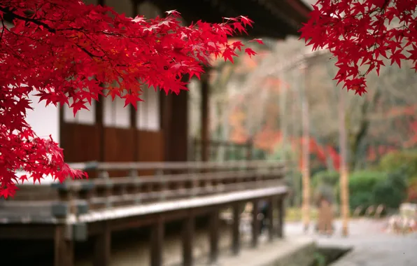 Картинка осень, Япония, размытость, Japan, кленовые листья