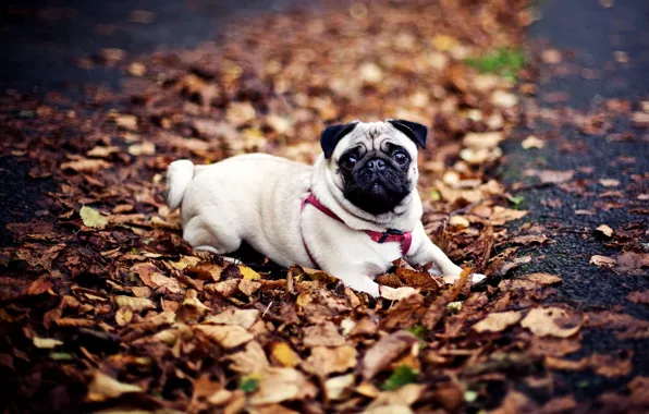 Картинка осень, листья, собака, мопс
