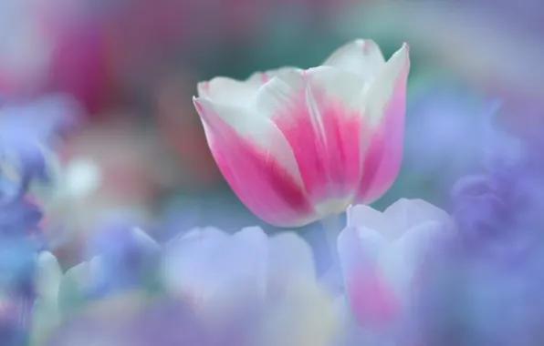 Картинка белый, цветок, цветы, розовый, нежность, весна, Тюльпан