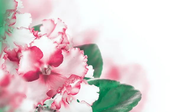 Картинка цветы, листики, бело-розовая фиалка
