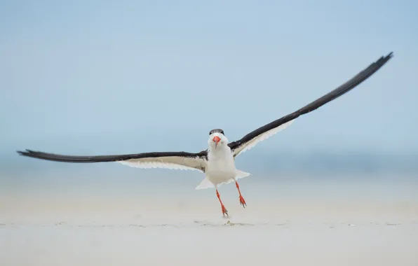 Beach, bird, landing, wildlife, black skimmer
