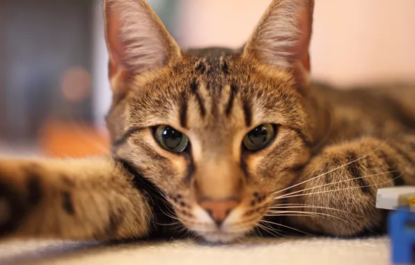 Кот, cat, селфи