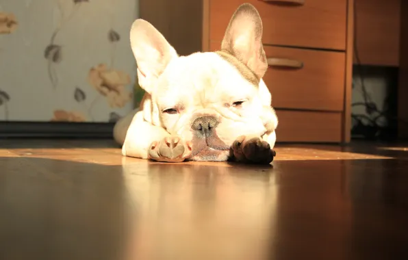 Картинка солнце, лежит, французский бульдог, French Bulldog