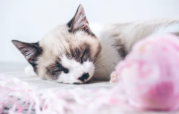 Кошка, клубок, котенок, спит