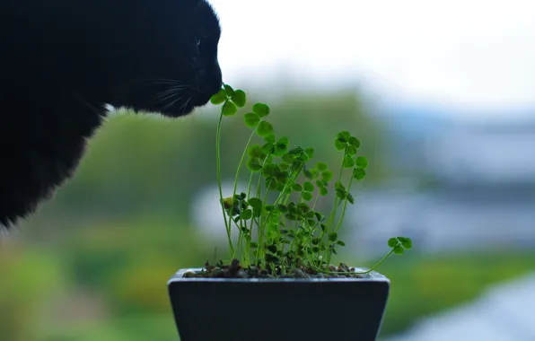 Картинка зелень, кот, макро, цветы, green, черный, растение, нос