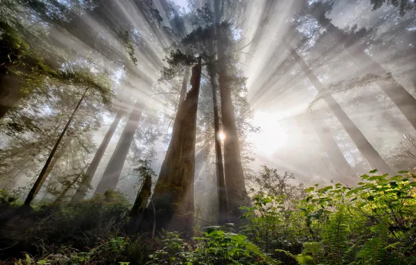 Картинка лес, солнце, лучи, свет, деревья, природа, дымка