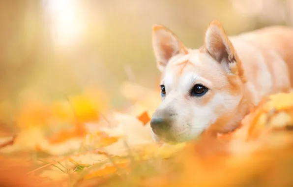 Картинка осень, морда, листья, природа, животное, собака, пёс