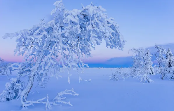 Зима, снег, дерево, утро, мороз