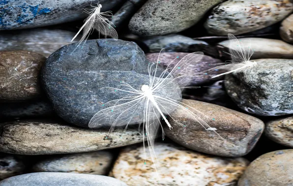 Autumn, stones, pebbles, dragonflies