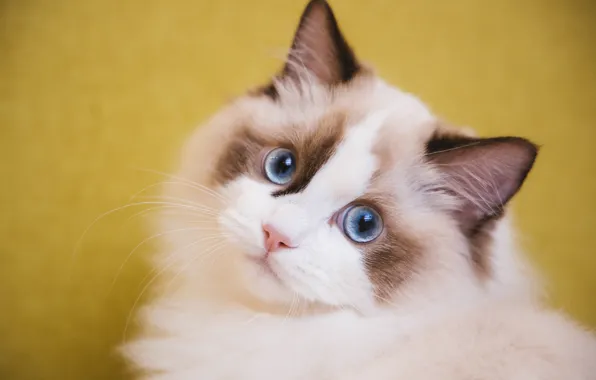 Кошка, белый, кот, взгляд, морда, желтый, котенок, фон