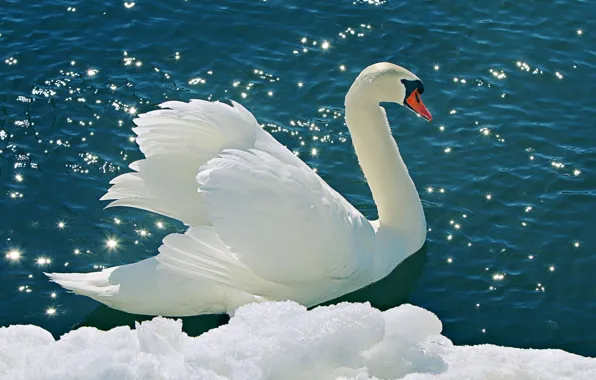 Вода, снег, природа, nature, water, белый лебедь, tender, Snow Swan