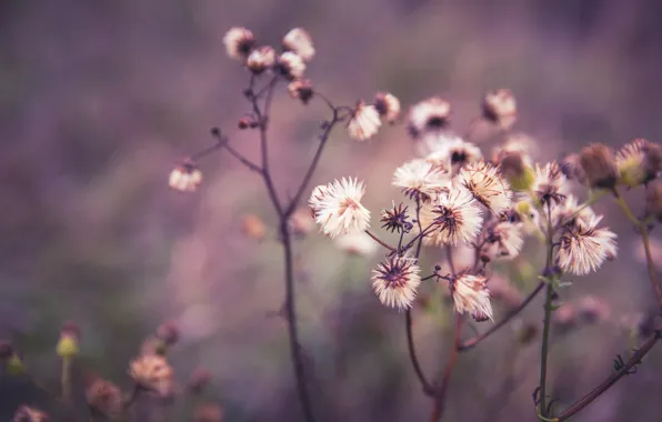Растение, Растения, Flora, Plants, Close-up, Флора, Plant, Markus Spiske