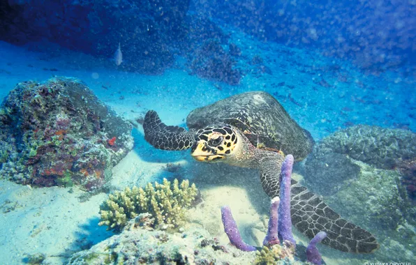 Море, океан, кораллы, подводный мир