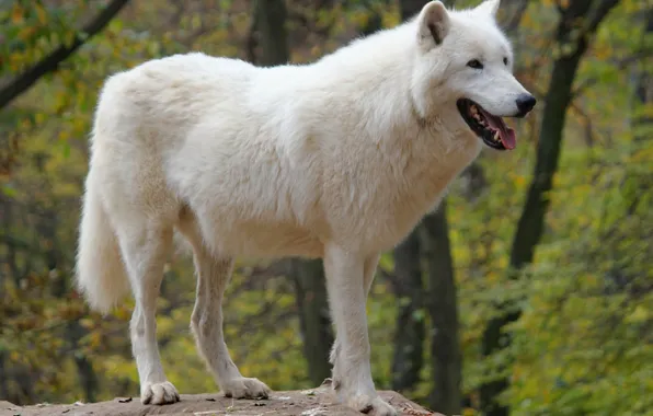 Nature, predator, animal, wolf, wildlife, portrait, portrait., Canis lupus. face