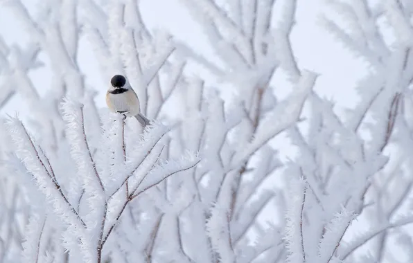 Картинка снег, природа, дерево, птица, Синица