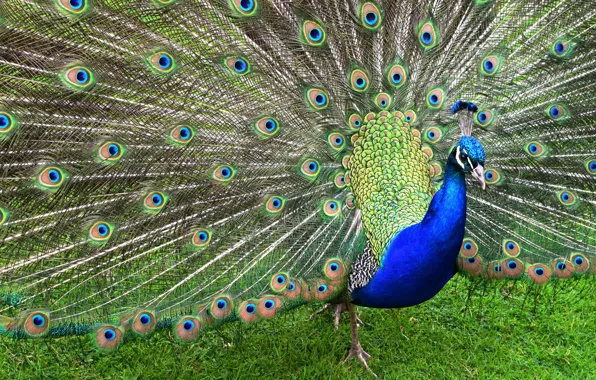 Картинка трава, синий, природа, зеленый, птица, узор, перья, хвост