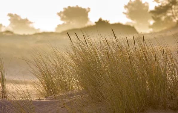 Трава, макро, природа